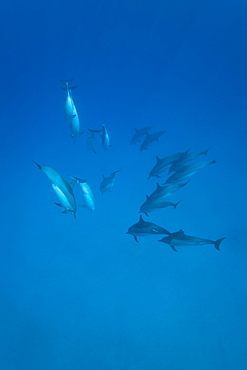 Hawaiian Spinner Dolphin pod (Stenella longirostris) underwater in Honolua Bay off the northwest coast of Maui, Hawaii, USA, Pacific Ocean