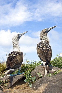 Blue-footed booby (Sula nebouxii) pair on Punta Suarez on Espanola Island in the Galapagos Island Group, Ecuador. The Galapagos are a nesting and breeding area for blue-footed boobies.