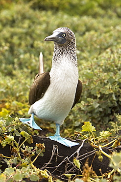 Blue-footed booby (Sula nebouxii) in the Galapagos Island Group, Ecuador. The Galapagos are a nesting and breeding area for blue-footed boobies.