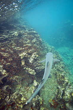 White-tipped reef shark (Triaenodon obesus) underwater in the Galapagos Island Archipeligo, Ecuador. Pacific Ocean.