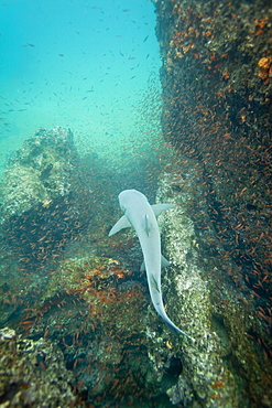 White-tipped reef shark (Triaenodon obesus) underwater in the Galapagos Island Archipeligo, Ecuador. Pacific Ocean.