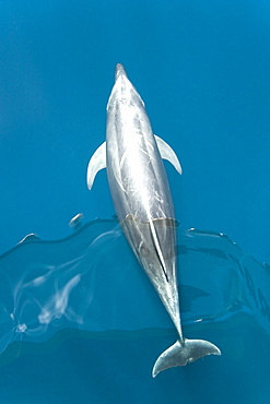 Offshore type bottlenose dolphins (Tursiops truncatus) surfacing in the midriff region of the Gulf of California (Sea of Cortez), Baja California Norte, Mexico.