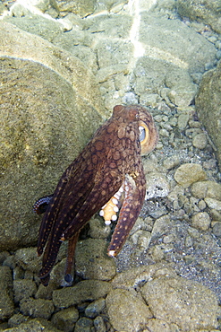 Underwater Scenes in Honolua Bay on the northwest side of Maui, Hawaii, USA. Pacific Ocean.      (rr)