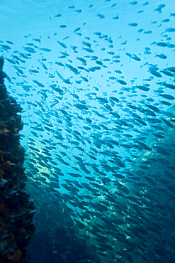 Schooling baitfish underwater in the Galapagos Island Archipeligo, Ecuador. Pacific Ocean.      (rr)