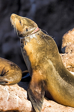 Adult female California sea lion (Zalophus californianus) at Los Islotes just outside of La Paz, Baja California Sur in the Gulf of California (Sea of Cortez), Mexico