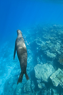 Galapagos sea lion (Zalophus wollebaeki) underwater at Champion Islet near Floreana Island in the Galapagos Island Archipeligo, Ecuador. Pacific Ocean