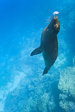 Galapagos sea lion (Zalophus wollebaeki) pup playing with its own exhalation underwater at Champion Islet near Floreana Island in the Galapagos Island Archipeligo, Ecuador. Pacific Ocean