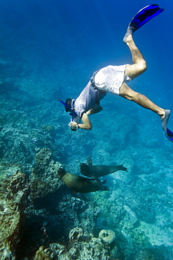 Galapagos sea lion (Zalophus wollebaeki) being filmed underwater at Champion Islet near Floreana Island in the Galapagos Island Archipeligo, Ecuador. Pacific Ocean