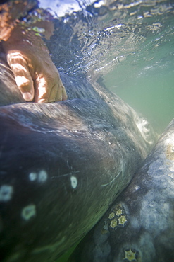 Rubbing the baleen plates of a curious California Gray Whale (Eschrichtius robustus) calf in San Ignacio Lagoon, Baja Peninsula, Baja California Sur, Mexico