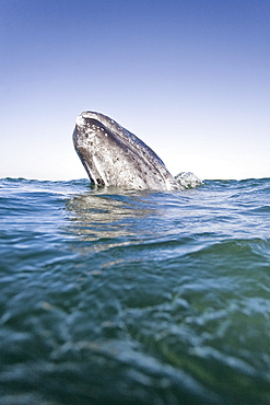 California Gray Whale (Eschrichtius robustus) calf spy-hopping in San Ignacio Lagoon on the Pacific side of the Baja Peninsula, Baja California Sur, Mexico