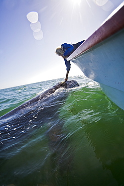 Excited whale watchers reach out to touch a California Gray Whale (Eschrichtius robustus) in San Ignacio Lagoon, Baja Peninsula, Baja California Sur, Mexico