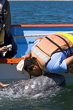 Excited whale watchers reach out to touch a California Gray Whale (Eschrichtius robustus) in San Ignacio Lagoon, Baja Peninsula, Baja California Sur, Mexico