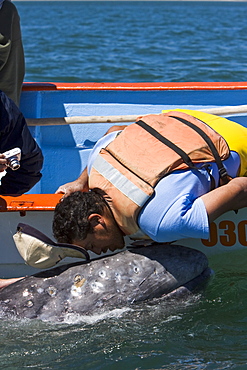 Excited whale watchers reach out to touch a California Gray Whale (Eschrichtius robustus) in San Ignacio Lagoon, Baja Peninsula, Baja California Sur, Mexico