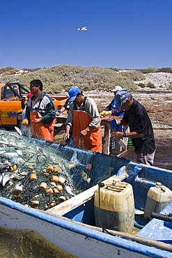 Three generations of Mexican fisherman work to pick, sort, and clean a huge catch from their gill net in San Ignacio Lagoon, Baja California Sur, Mexico