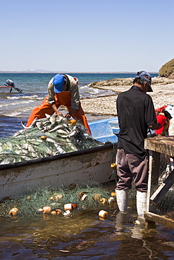 Three generations of Mexican fisherman work to pick, sort, and clean a huge catch from their gill net in San Ignacio Lagoon, Baja California Sur, Mexico