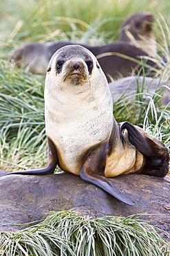 Antarctic Fur Seal (Arctocephalus gazella) pup on Prion Island in the Bay of Isles on the island of South Georgia, Southern Atlantic Ocean