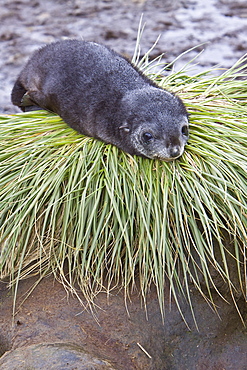 Antarctic Fur Seal (Arctocephalus gazella) pup on Prion Island in the Bay of Isles on the island of South Georgia, Southern Atlantic Ocean