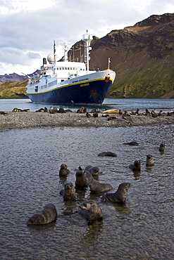 Antarctic Fur Seal (Arctocephalus gazella) pups at play at the abandoned Norwegian whaling station at Stromness on the island of South Georgia, Southern Atlantic Ocean