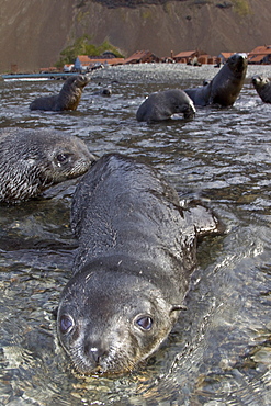 Antarctic Fur Seal (Arctocephalus gazella) pups at play at the abandoned Norwegian whaling station at Stromness on the island of South Georgia, Southern Atlantic Ocean