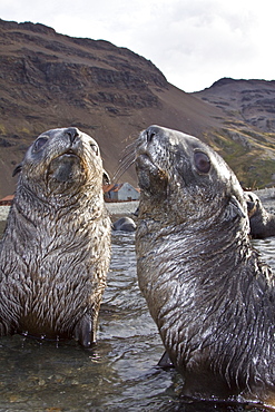 Antarctic Fur Seal (Arctocephalus gazella) pups at play at the abandoned Norwegian whaling station at Stromness on the island of South Georgia, Southern Atlantic Ocean