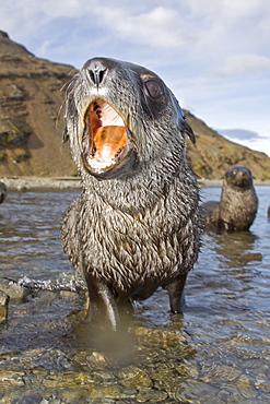 Antarctic Fur Seal (Arctocephalus gazella) pups at play at the abandoned Norwegian whaling station at Stromness on the island of South Georgia, Southern Atlantic Ocean