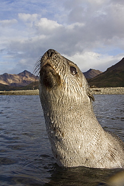 Antarctic Fur Seal (Arctocephalus gazella) pups at play at the abandoned Norwegian whaling station at Stromness on the island of South Georgia, Southern Atlantic Ocean