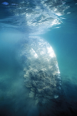 Gray Whale (Eschrichtius robustus) bottom feeding in the sand in San Ignacio Lagoon, Baja California Sur, Mexico.