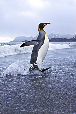 King Penguin (Aptenodytes patagonicus) breeding and nesting colonies on South Georgia Island, Southern Ocean.