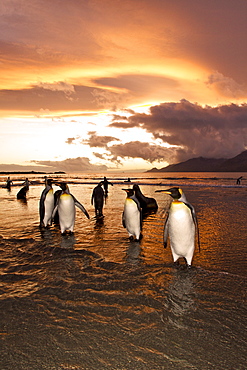 Sunrise on the king penguin (Aptenodytes patagonicus) breeding and nesting colonies at St. Andrews Bay on South Georgia Island, Southern Ocean. 