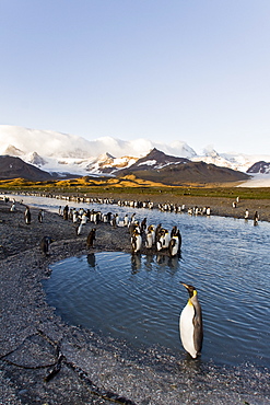 King Penguin (Aptenodytes patagonicus) breeding and nesting colonies on South Georgia Island, Southern Ocean. 