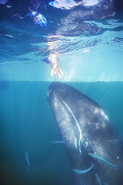 tourist on boat and California gray whale calf underwater reach toward each other in San Ignacio Lagoon, Baja, Mexico.