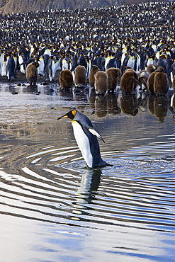 Reflected sunlight on king penguin (Aptenodytes patagonicus) breeding and nesting colonies on South Georgia Island, Southern Ocean. 