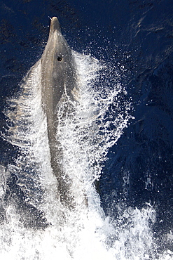 Adult bottlenose dolphin (Tursiops truncatus) bow riding the National Geographic Endeavour in the waters surrounding St. Helena in the south Atlantic Ocean.