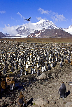 King Penguin (Aptenodytes patagonicus) breeding and nesting colonies on South Georgia Island, Southern Ocean. 