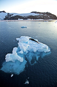 Adult leopard seal on ice floe in Antarctica