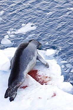 The Leopard seal (Hydrurga leptonyx) is the second largest species of seal in the Antarctic