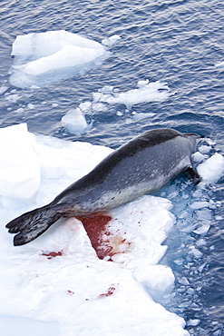 The Leopard seal (Hydrurga leptonyx) is the second largest species of seal in the Antarctic