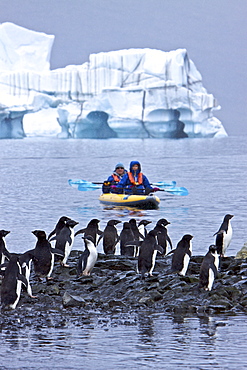 Guests from the Lindblad Expedition ship National Geographic Endeavour kayaking with Adelie penguins on icebergs in and around the Antarctic Peninsula