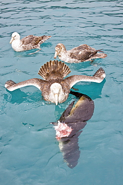 Southern Giant Petrel (Macronectes giganteus) and Northern Giant Petrel (Macronectes halli) tearing apart an Antarctic fur seal pup in the water at Grytviken on South Georgia, Southern Atlantic Ocean