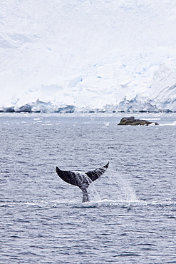 Humpback whale (Megaptera novaeangliae) surfacing near the Antarctic Peninsula