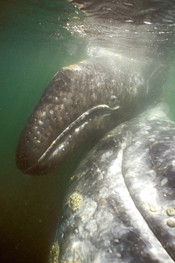 California Gray Whale (Eschrichtius robustus) mother and calf underwater in San Ignacio Lagoon, BCS, Mexico.