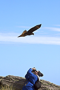 Adult Striated Caracara (Phalcoboenus australis) in aerial display on New Island in the Falkland Islands, South Atlantic Ocean