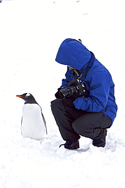 Gentoo penguins (Pygoscelis papua) with Lindblad Expeditions guest in Antarctica