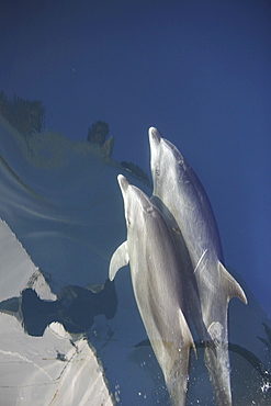 Adult bottlenose dolphin (Tursiops truncatus) bow riding in the calm waters surrounding Isla del Carmen in the Gulf of California (Sea of Cortez), Baja California Sur, Mexico