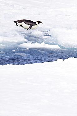 A lone adult Emperor Penguin (Aptenodytes forsteri) on an ice floe just north of Snow Hill Island in the Weddell Sea, Antarctica.