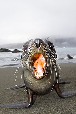 Antarctic Fur Seal (Arctocephalus gazella) pup on the island of South Georgia, southern Atlantic Ocean