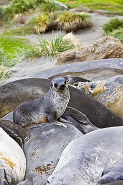 Antarctic Fur Seal (Arctocephalus gazella) pup on the island of South Georgia, southern Atlantic Ocean