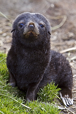 Antarctic Fur Seal (Arctocephalus gazella) pup - in its dark lanugo birth coat - on the island of South Georgia, southern Atlantic Ocean