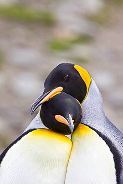 King Penguin (Aptenodytes patagonicus) breeding and nesting colonies on South Georgia Island, Southern Ocean.