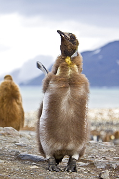 King Penguin (Aptenodytes patagonicus) breeding and nesting colonies on South Georgia Island, Southern Ocean.